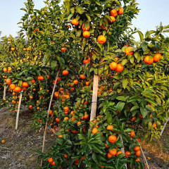 荔浦金秀蒙山一带沙糖桔已经上市了