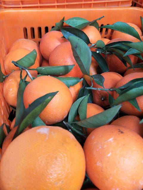 2017年广西全州纽荷尔脐橙价格