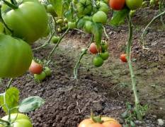 东明西红柿种植面积大 有丰富的货源