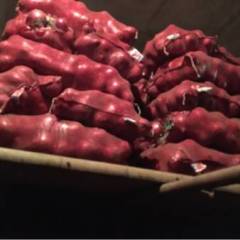 衡水红皮洋葱，8厘米以上，0.2-0.5元/每斤