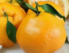 2017东坡春见柑橘 比橙子更清甜