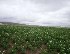 呼伦贝尔草原深处的无公害土豆
