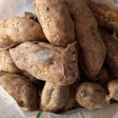 宜城市开始大量供应黄皮薯八，红皮薯八