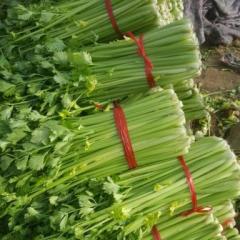 2017昌黎本地万亩大棚芹菜大量上市