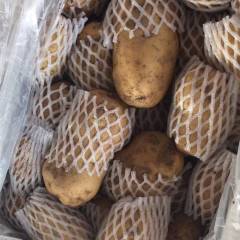 大量出售土豆荷兰十五，4两以上
