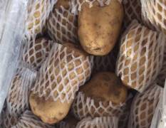 大量出售土豆荷兰十五，4两以上