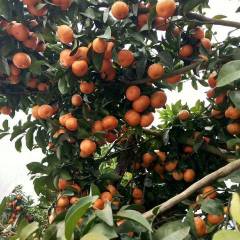 广西蒙山县李德健专业代销沙糖桔