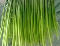 金乡长年提供鲜蒜苔和冷库蒜苔
