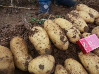 四子王旗土豆代办代收，欢迎朋友光临