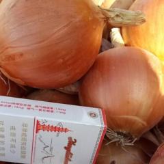 肃州洋葱 本人有高品质洋葱90吨出售