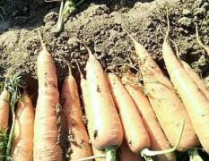 通许胡萝卜及各种应季蔬菜数万亩种植面积