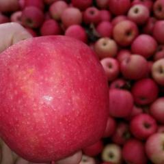 陕西粉红女士，粉红佳人苹果