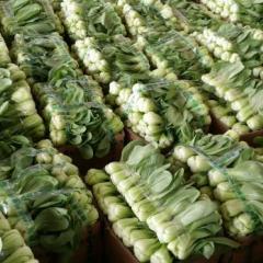 永年小白菜价格适宜南大王阳帅诚信合作