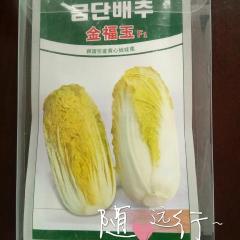 韩国金福玉娃娃菜种子