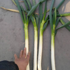 坊子大葱 大葱一年四季大葱货源充足