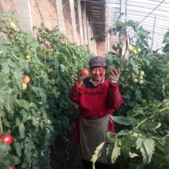 临邑西红柿大孟西红柿（又称西孟村）大量供应