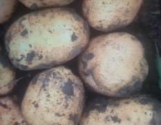 扶余土豆自家产延署4土豆300左右吨