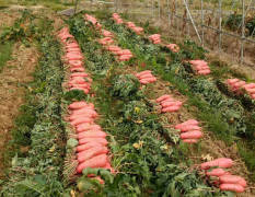 湖北新洲红皮白萝卜 百亩满天红，红皮白心