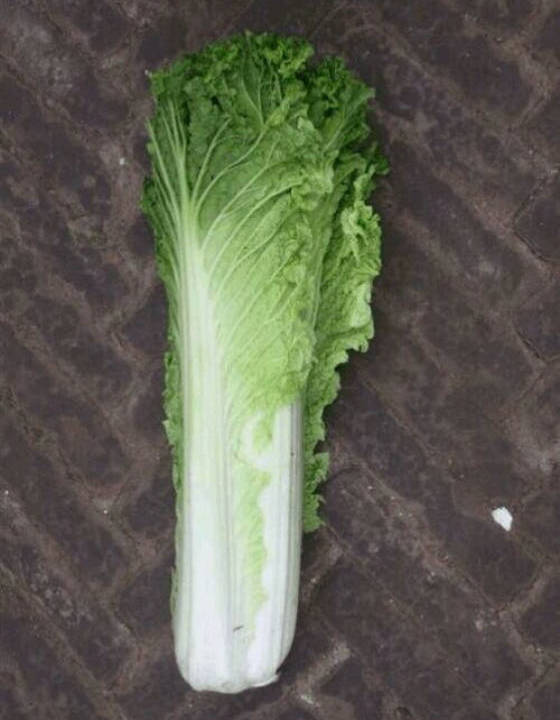 绍菜,勺菜,芍菜的图片(第2页)_大山谷图库