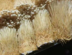 晋江黄白金针菇 事蘑菇种植