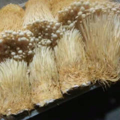 晋江黄白金针菇 事蘑菇种植