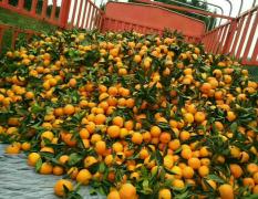 保靖县清水坪镇新一年柑橘橙子