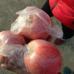 陕西大荔县红富士苹果上市价格