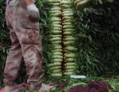 郯城蔬菜种植基地现有万亩莴苣大量上市