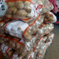 河北永年荷兰十五土豆 大白花