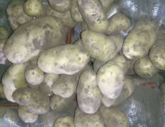 河北围场土豆大量上市中，品种有荷兰十五