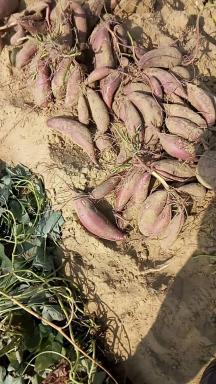 2017惠来红薯 红皮红肉，黄皮黄肉