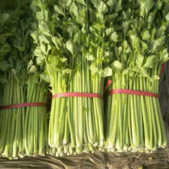 河北省秦皇岛市昌黎县芹菜量大