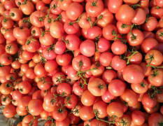 山东费县暖棚硬粉西红柿已大量上市