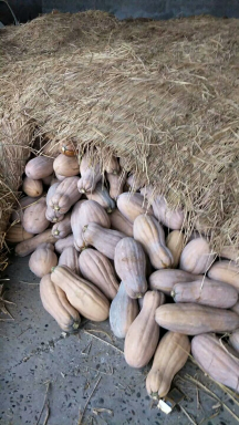 湖北松滋金韩密本南瓜是名优特产