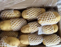 肥城荷兰十五土豆恒温库货持续供应中