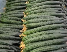 元谋带刺油绿黄瓜 种植黄瓜面积达500亩以上
