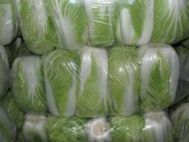 2018年湖北嘉鱼韩国黄心白菜价格