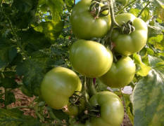 内黄西红柿 大面积种植有西红柿，甜瓜