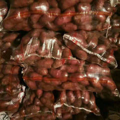 集宁基地本地土豆库存量大，大量出货中