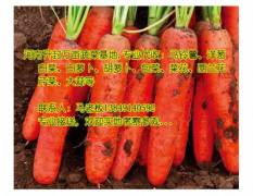 代收：胡萝卜、红萝卜、河南万亩蔬菜基地