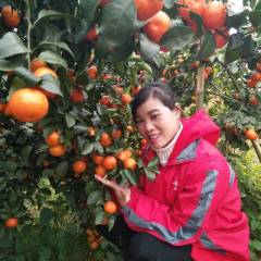 苍梧沙糖桔我家的沙糖桔大概有两三万斤果