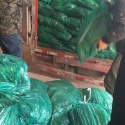 山东安丘本地香菜,铁杆青香菜,叶绿