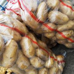 滕州冷库荷兰十五土豆大量上市