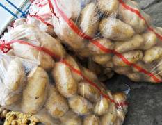 滕州冷库荷兰十五土豆大量上市