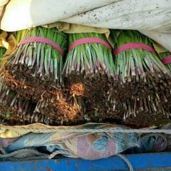 2018昌黎韭菜产地货源面积广,货源充足