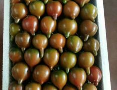 寿光西红柿价格 紫春桃边贸首选品种