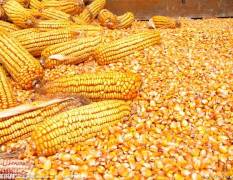 四川纵翔饲料大量求购玉米、大米、小麦等