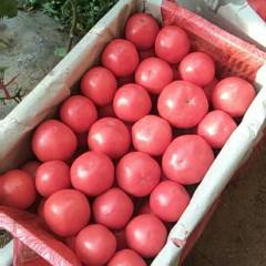 山东禹城欧冠西红柿营养丰富