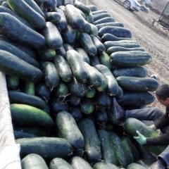 2018头屯河本合作社有千亩种植基地，万吨存储库