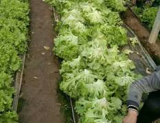 青州本地大量生菜苦菊以陆续上市